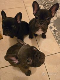 Bulldog Francesi
