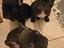 Immagine 1