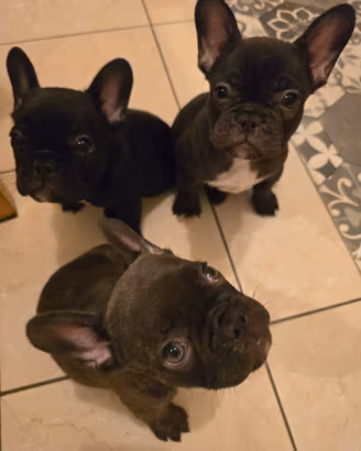 Bulldog Francesi