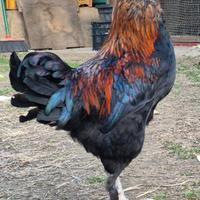 Gallo marans
