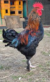 Gallo marans