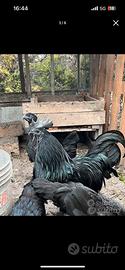 Galline Cemani