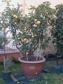 PIANTA DI LIMONE COLTIVATA BIOLOGICAMENTE