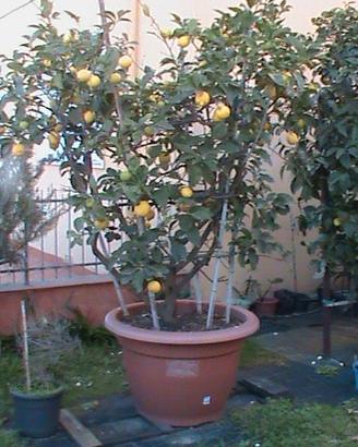PIANTA DI LIMONE COLTIVATA BIOLOGICAMENTE