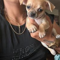 Cicciolo Chihuahua