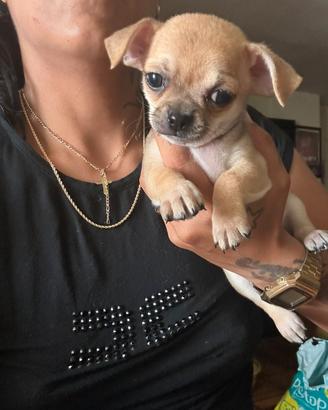 Cicciolo Chihuahua