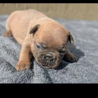 Bulldog francesi blu and tan