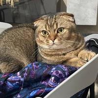 Maschio Scottish Fold