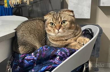 Maschio Scottish Fold