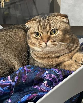 Maschio Scottish Fold