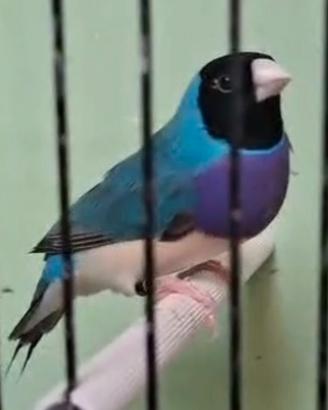 Diamanti del Gould
