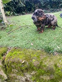 Maschietto di bassotto nano