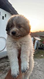 Cuccioli presunta taglia medio grande