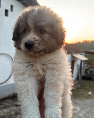 Cuccioli presunta taglia medio grande