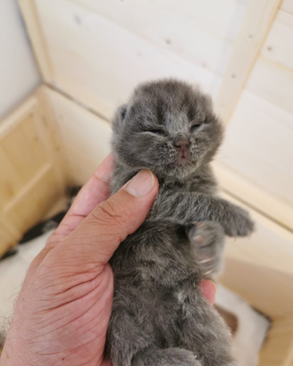 British kitten