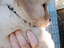 Immagine 5