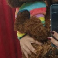 Barboncino Toy maschio disponibile per accoppiamen