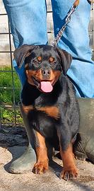 Cucciola femmina Rottweiler