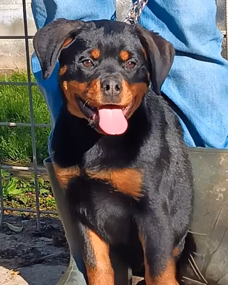 Cucciola femmina Rottweiler
