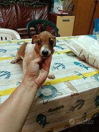 Jack Russell nani zampa corta