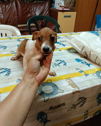 Jack Russell nani zampa corta