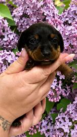 Cuccioli bassotti con pedigree da allevamento Enci