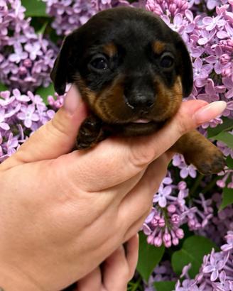 Cuccioli bassotti con pedigree da allevamento Enci