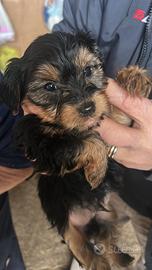 Cuccioli yorkshire
