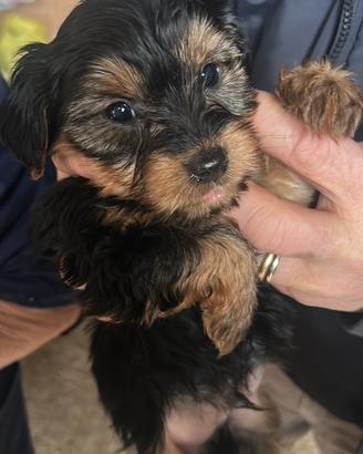 Cuccioli yorkshire