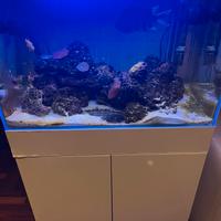 Acquario marino 100 lt