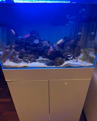 Acquario marino 100 lt