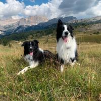 2 border collie maschi disponibili per monte