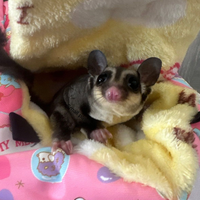 Petauro dello zucchero