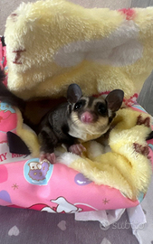 Petauro dello zucchero