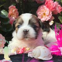 Maltipoo Barboncino Lhasa Apso - Tre Quarti di Lun