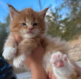 Cuccioli maine coon maschi
