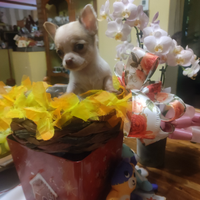 Tiffany e Chanel chihuahua mini Toy cucciole
