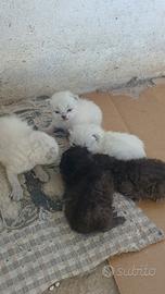 Gattini di due mesi