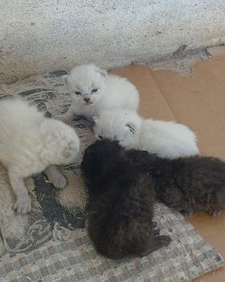 Gattini di due mesi