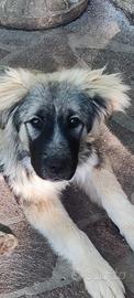 Splendida cucciola
