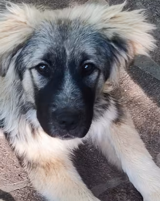 Splendida cucciola