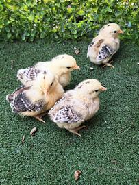 Pulcini gallina