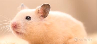 Criceti 20giorni dalla nascita