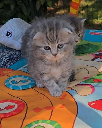 Meravigliosi gattini scottish fold