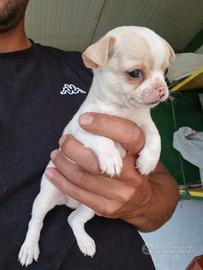 Chihuahua maschietto