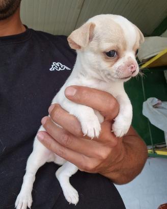 Chihuahua maschietto