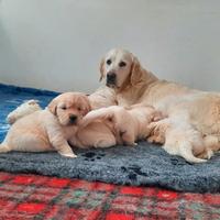 Cuccioli di Golden Retriever nati il 25/01/2026