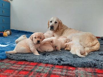 Cuccioli di Golden Retriever nati il 25/01/2026