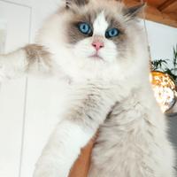 Cucciolo RAGDOLL da riproduzione Pedigree AGI