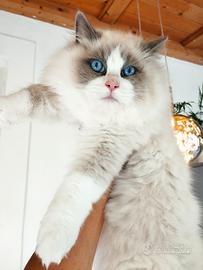 Cucciolo RAGDOLL da riproduzione Pedigree AGI